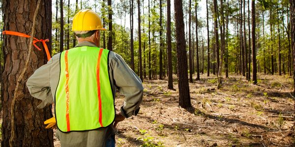 Undeveloped land survey