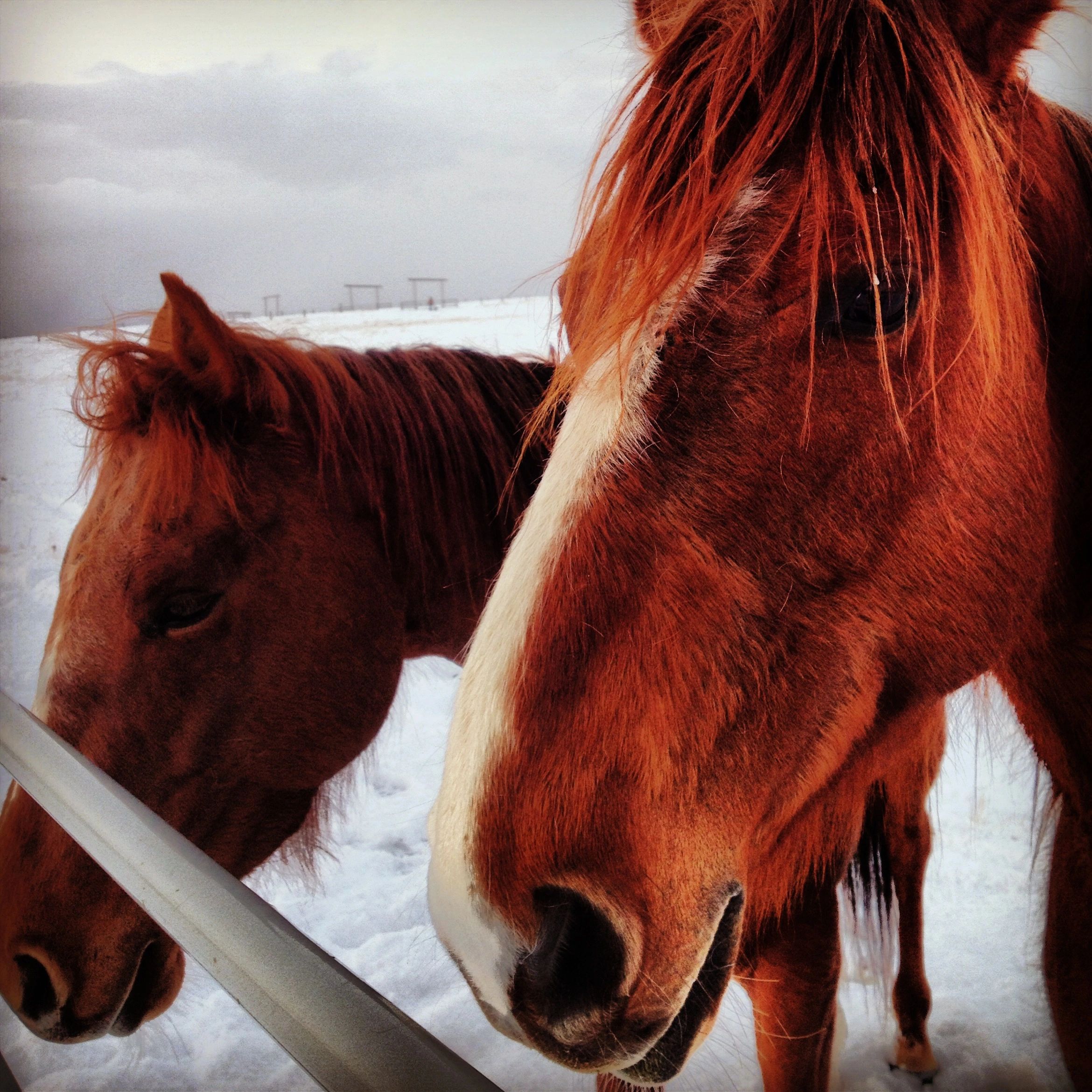 Shop our collection and support horse and human healing.