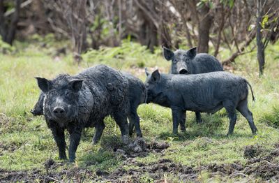 Group of black pigs in a grassy area.