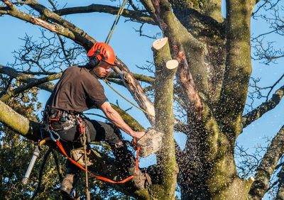 Worker cutting tree branches with chainsaw.