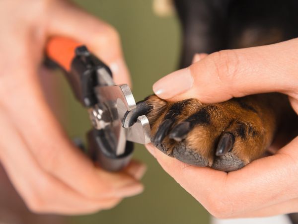 Person trimming a dog's nails with clippers.