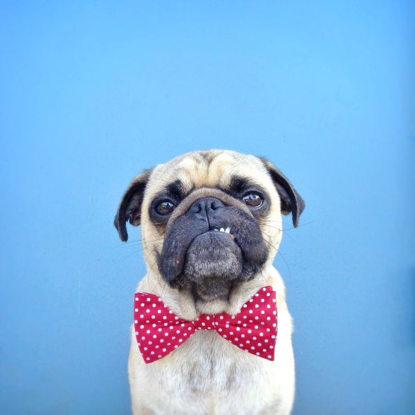 Pug wearing a red polka dot bow tie against a blue background.