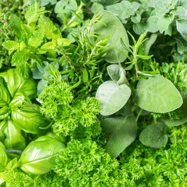 Fresh green culinary herbs variety.