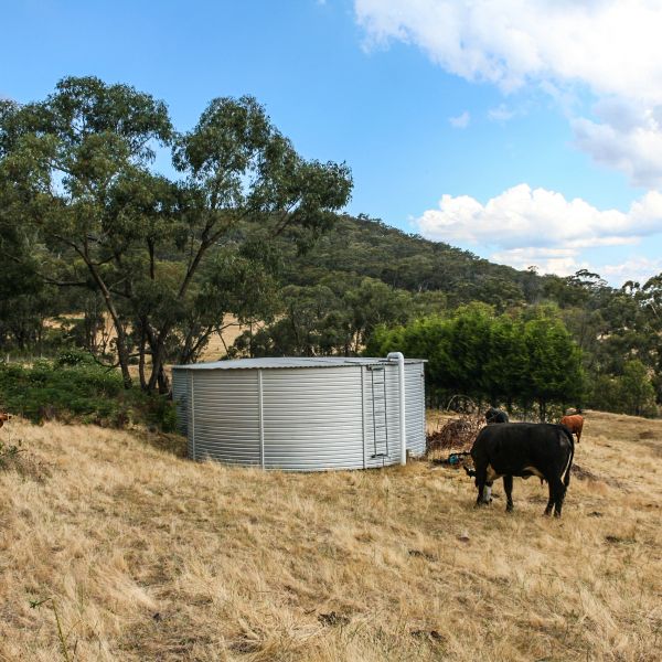 Metal water tank in a grassy field with cows.