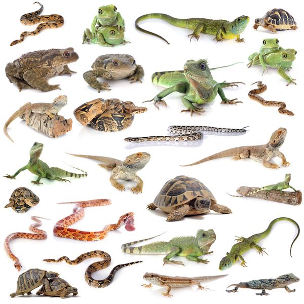 Various reptiles and amphibians including lizards, snakes, frogs, and turtles.