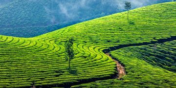 Misty Munnar hills – Bangalore to Munnar tour package by Saraswathi Car Rentals.
