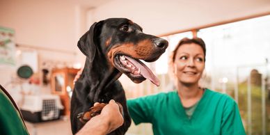 Happy Doberman shaking hands with a vet.