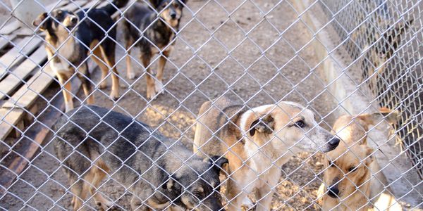 Several dogs behind a chain-link fence in an outdoor shelter area.