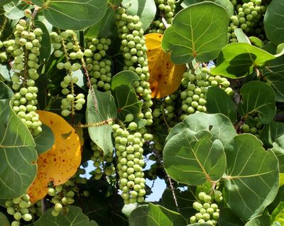 Clusters of green berries hanging among large green leaves with a few yellow leaves.