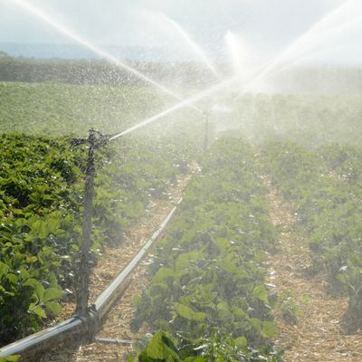 Sprinkler irrigation system watering a green crop field.