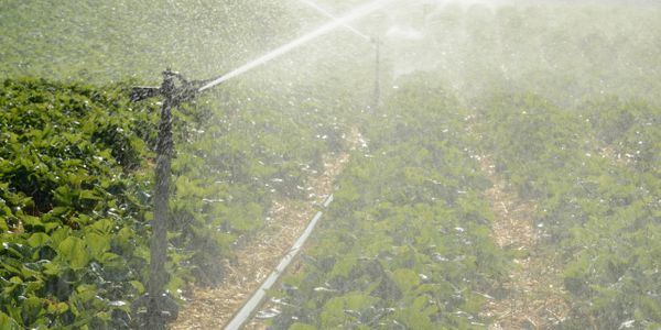 Sprinkler irrigates a lush green agricultural field on a sunny day.