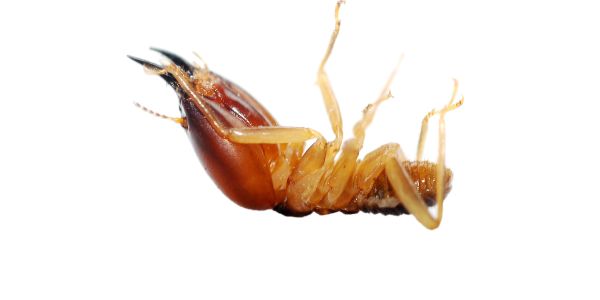Close-up of a termite showing its mandibles.