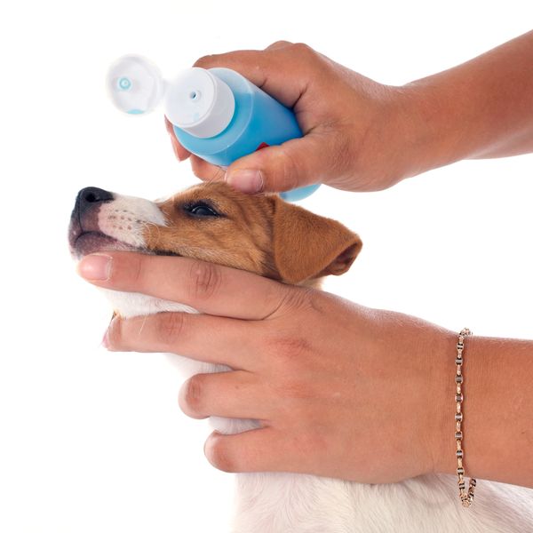Person administering eye drops to a puppy.
