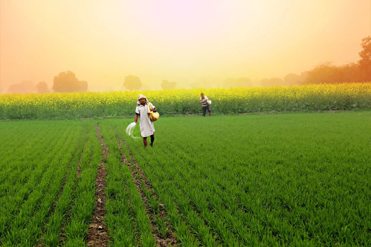 Farmers spreading seeds in a lush green field at sunrise.