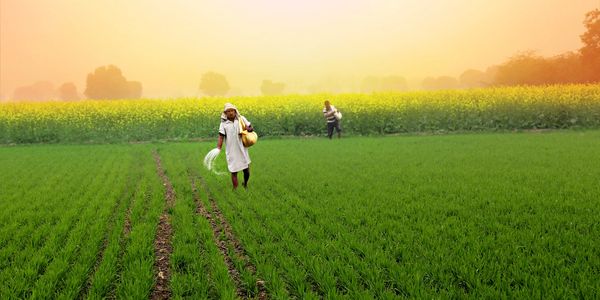 Farmers spreading seeds in a lush green field at sunrise.