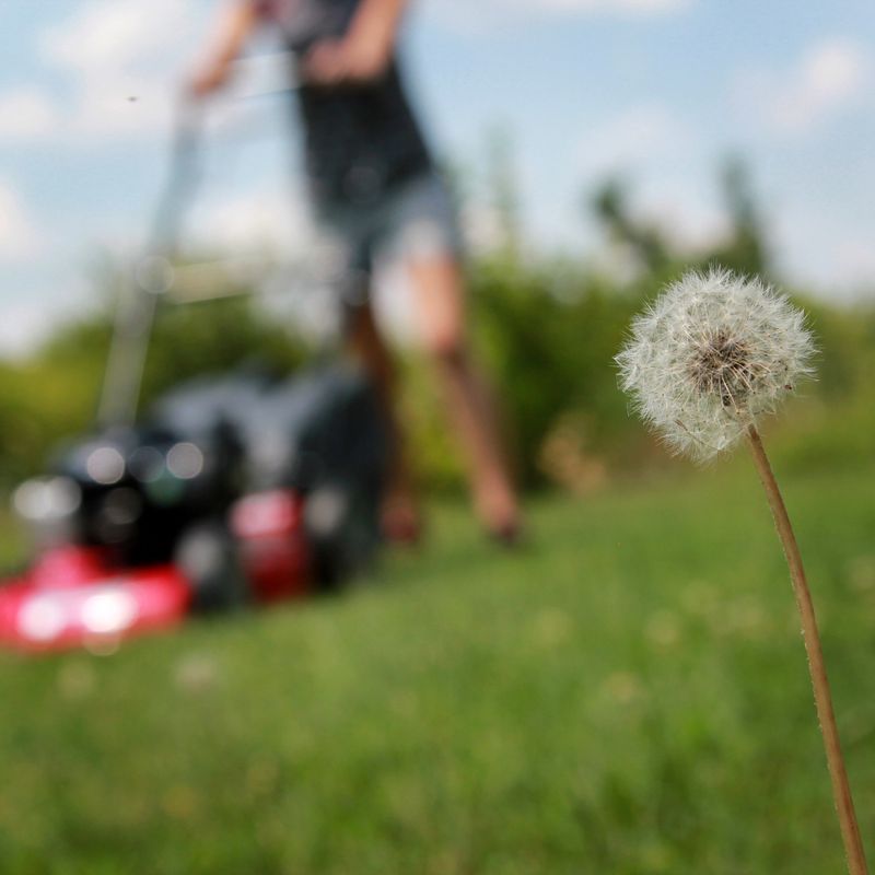 Young woman cutting the lawn with motorized mower