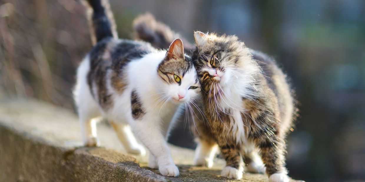 Two cats rubbing heads 