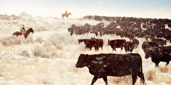 Cowboys on horseback herding cattle through snowy plains.