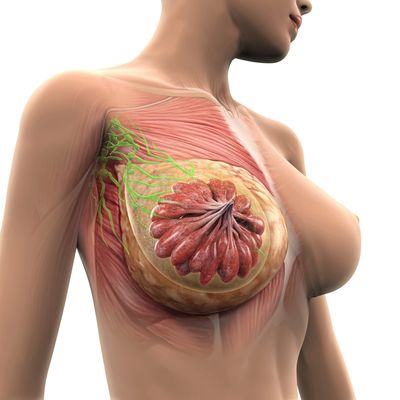 3D illustration of female breast anatomy showing milk ducts and lymph nodes.