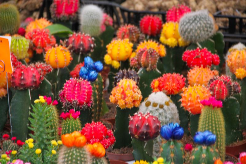 A variety of cactus for sale in Amsterdam's flower market (Bloemenmarkt) on the Singel Canal between Muntplein and Koningsplein. Founded in 1862, it is the world's only floating flower market and the main supplier of flowers in the city.