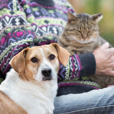 A dog and a cat sitting close, with a person holding the cat.