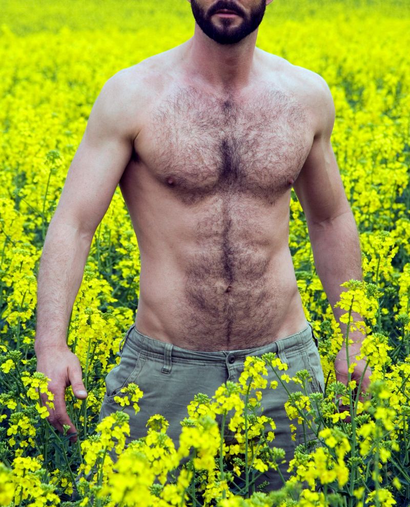 muscular naked torso of a man surrounded by a field of colza