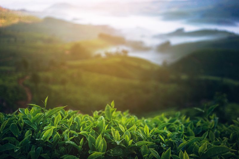 Tea plantation in Munnar, India 
