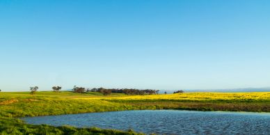 Calm pond surrounded by green grass and yellow flowers under clear blue sky.