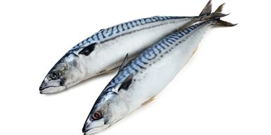 Two fresh mackerel fish on a white background.
