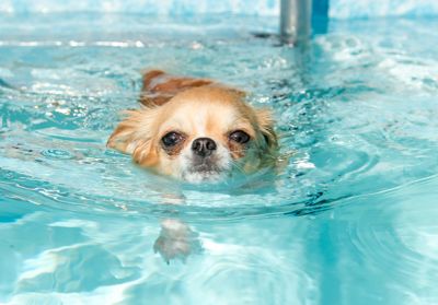 Small dog swimming in a pool.