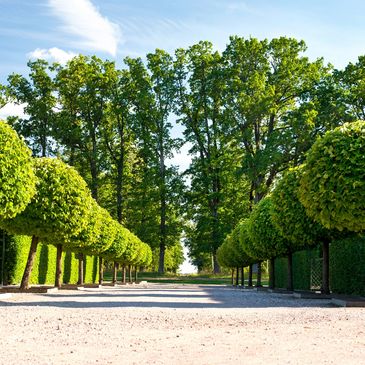 Symmetrically trimmed trees line a sunlit gravel pathway under a clear blue sky.