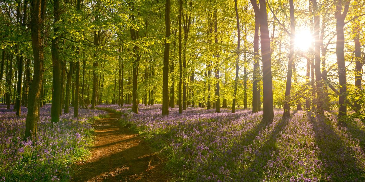 Protecting nature for future walks with The Woodland Trust.