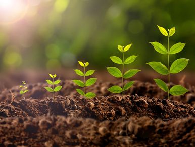 PalUpNow! Strategic Growth and Organizational Development Plan