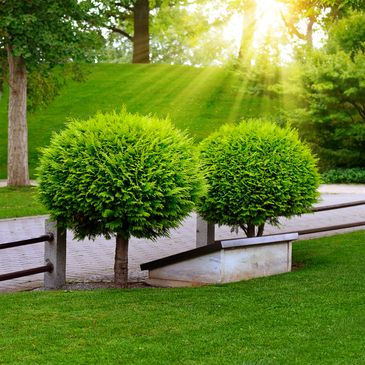 Two neatly trimmed round shrubs in a sunny, green park.