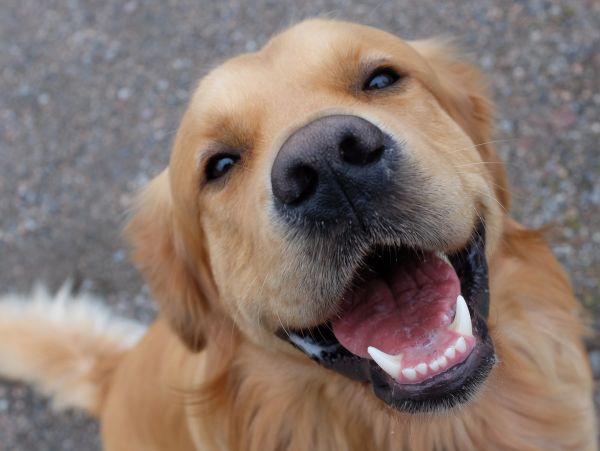 Happy golden retriever smiling.