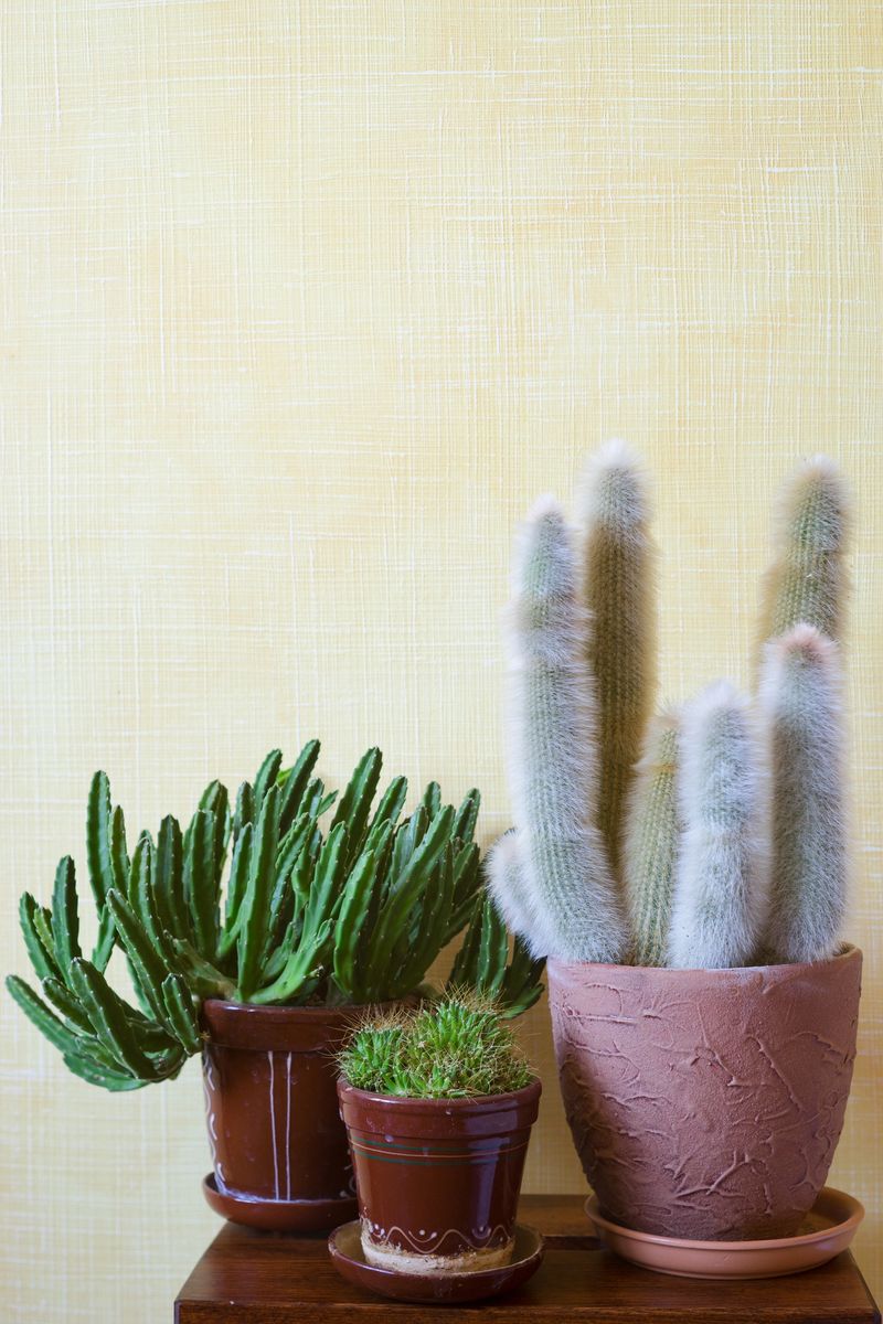 Three succulents in ceramic pots on the wooden shelf against yellow wall