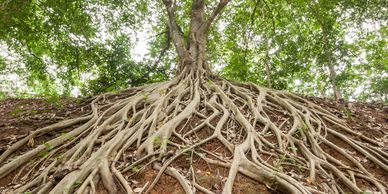 Image of root network of tree symbolizing functional medicine that looks at root causes of problems.