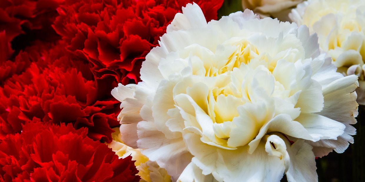 Red and white carnation flowers.