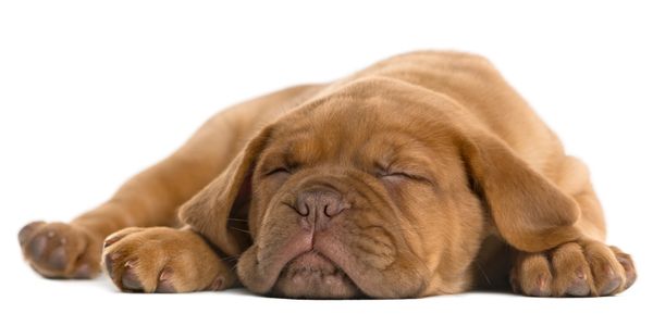 Dogue de Bordeaux puppy