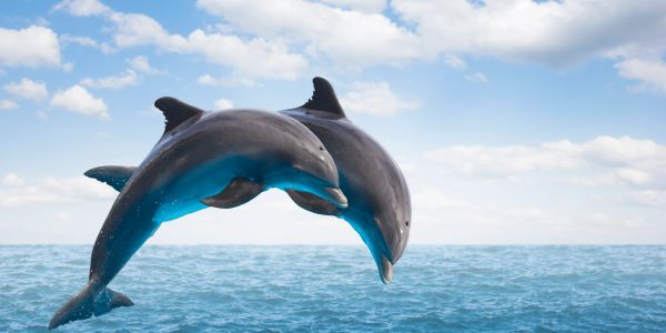 Two dolphins leaping joyfully out of the ocean water.