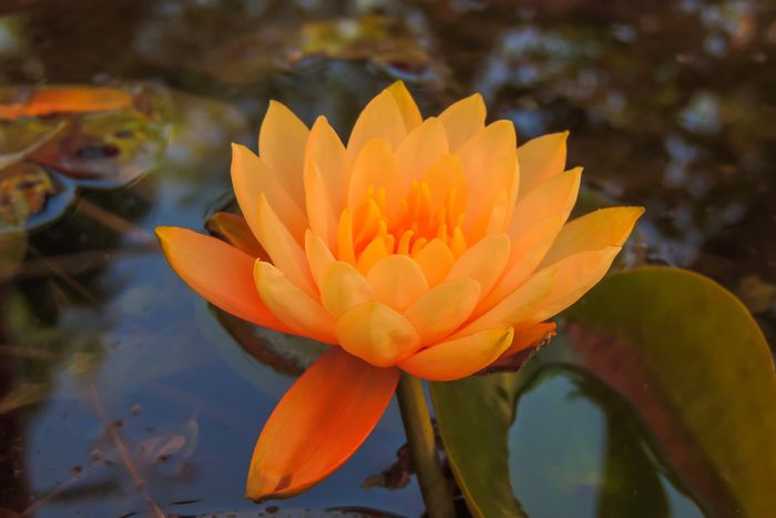 Orange water lily blooming in a pond.