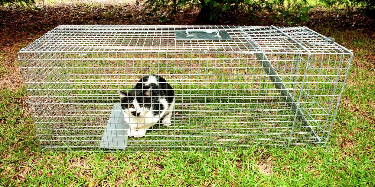 Black and white cat inside a metal animal trap outdoors.