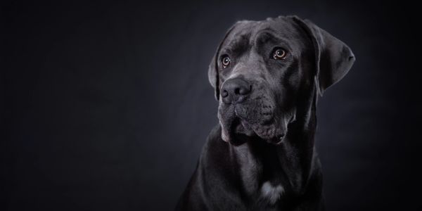Portrait of a black dog with soulful eyes.