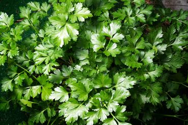 Parsley: A source of vitamins and minerals that supports the body’s natural detoxification processes