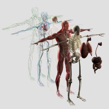 Layered human anatomy showing skeleton, muscles, organs, nervous, circulatory, and lymphatic systems.