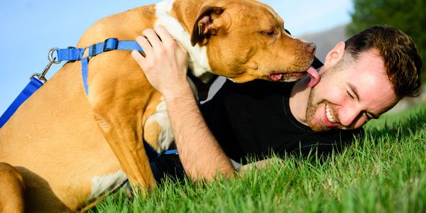 A dog affectionately licks a smiling man lying on the grass.