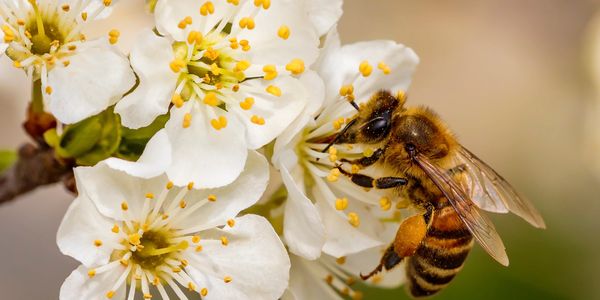 Pollination Services