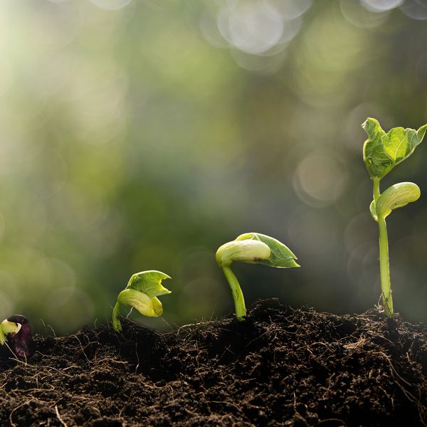 Four stages of seed germination and sprout growth in soil with natural light.