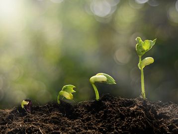 Four green seedlings growing progressively taller in dark soil with a blurred background.