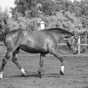 A horse walking in a paddock.